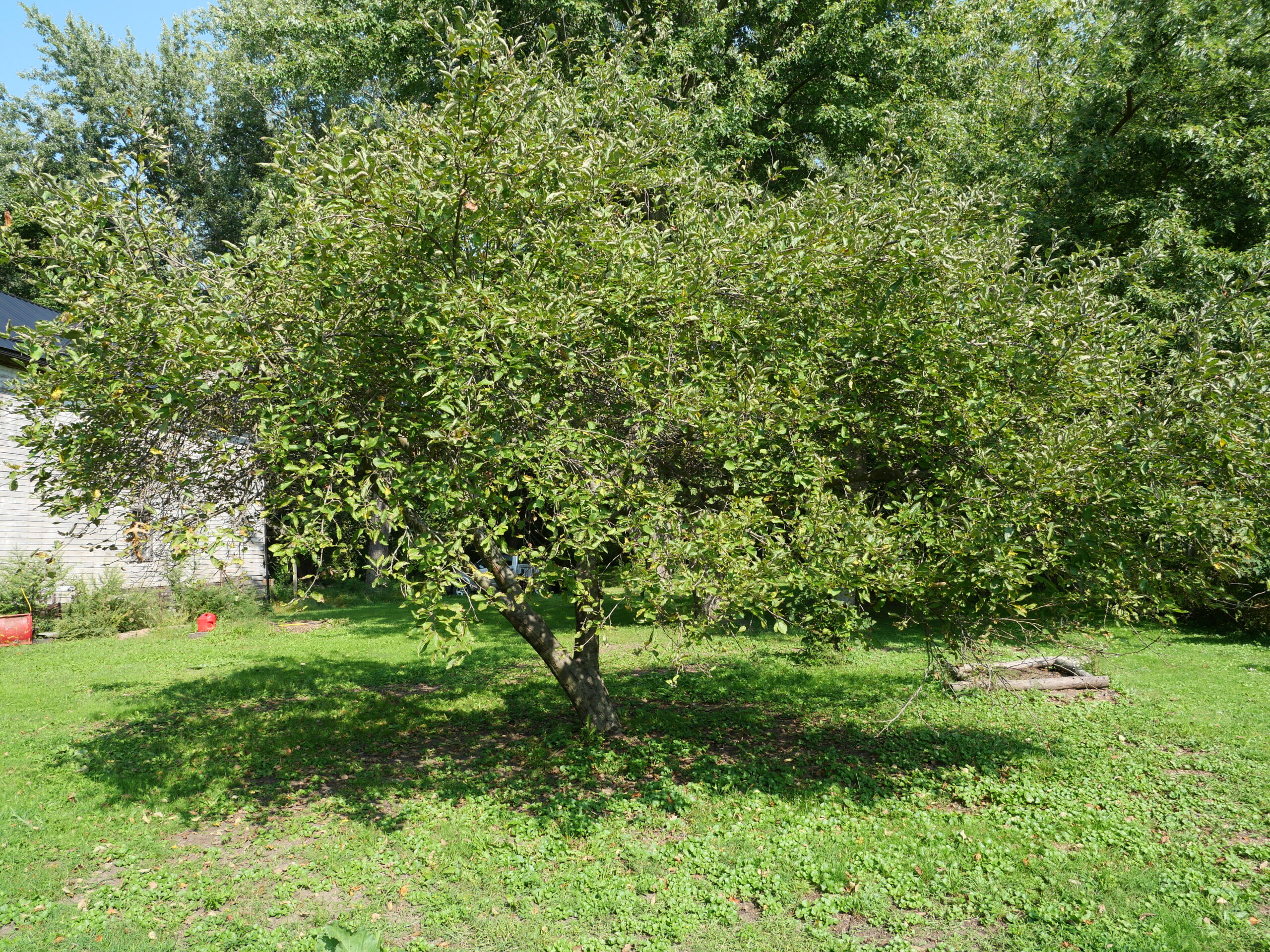 Fruit Varieties We Grow