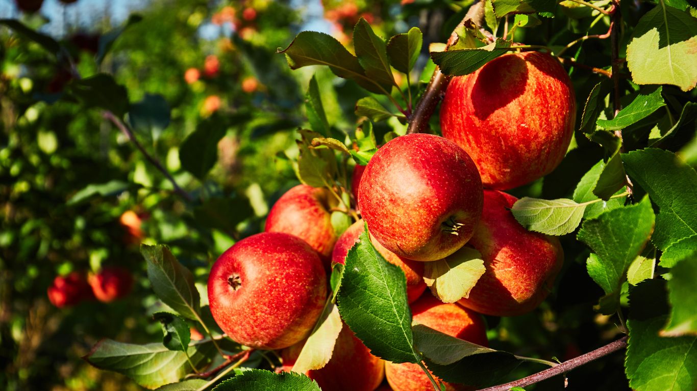 Fruit Varieties We Grow